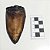 Fóssil de Dente de Purussaurus brasiliensis (RÉPLICA) - Imagem 4