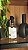 Aromatizador Home Spray de Capim Limão - 250ml - Casinha Aromas - Imagem 2