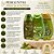 Kit Completo Muriel Pistache Com Colágeno: Óleo Natural, Loção Deo Corporal 200ml e Óleo de Banho 230ml - Imagem 7