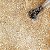 Esmalte Glitter Impala A Cor da Sua Moda Tudo Dourado 7,5ml - Imagem 5
