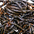 Fava Bejerecum 14g - Imagem 1