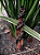 Natuka Dual - Imagem 1