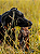 Natuka Orelha Bovina Completa - Imagem 2