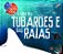 A Vida Dos Tubarões E Das Raias - Imagem 1