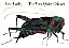 The Very Quiet Cricket-.. - Imagem 1