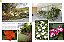 Coleção Grande Enciclopédia Natureza De Plantas Para O Jardim (6 Volumes) - Imagem 8