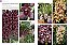 Coleção Grande Enciclopédia Natureza De Plantas Para O Jardim (6 Volumes) - Imagem 17