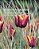Botanical Inspirations - Imagem 1