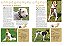 A Enciclopédia Ilustrada De Raças De Cães (Coleção Completa - 7 Livros) Um Guia Visual De A A Z Com 176 Raças Para Você Conhecer E Se Encantar - Imagem 7