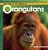 Orangutans (Welcome To The World)-.. - Imagem 1