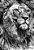 Bíblia Ntlh Youversion The Lion P&b Nova Tradução Na Linguagem De Hoje..- - Imagem 1