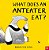 What Does An Anteater Eat? - Picture Book With Stories Aloud - Paperback - Imagem 1