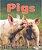 Pigs-.. - Imagem 1