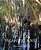 In The Swampyland-.. - Imagem 1