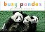 Busy Pandas-.. - Imagem 1