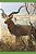 How The Kudu Got His Spiral Horns-.. - Imagem 1
