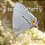 I See A Butterfly: At The Rancho Santa Ana Botanical Gardens-.. - Imagem 1