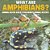 What Are Amphibians? Animal Book Age 8 Children's Animal Books-.. - Imagem 1