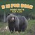 B Is For Bear: Bears Facts For Kids-.. - Imagem 1