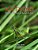 Katydid: Pictures & Fun Facts On Animals For Kids-.. - Imagem 1