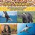 Cool Animals: In The Air, On Land And In The Sea-.. - Imagem 1