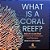 What Is A Coral Reef? Role Of A Coral Reef Functions Of Cnidarians And Sponges Grade 6-8 Life Science-.. - Imagem 1