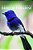 Birds Of Paradise - Curious Kids Press: Kids Book About Animals And Wildlife, Children's Books 4-6-.. - Imagem 1