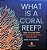 What Is A Coral Reef? Role Of A Coral Reef Functions Of Cnidarians And Sponges Grade 6-8 Life Science-.. - Imagem 1