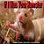 If I Was Your Hamster-.. - Imagem 1