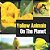 Yellow Animals On The Planet-.. - Imagem 1
