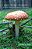 Place, Being, Resonance: A Critical Ecohermeneutic Approach To Education-.. - Imagem 1