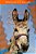 Animal Ark Autumn: Animals Of The Valley-.. - Imagem 1
