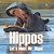 Hippos - Let's Meet Mr. Hippo-.. - Imagem 1