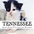 Tennessee: This Is The True Life Story Of A Cat Who Survived Against All Odds To Become An Amazing Therapy Cat For Veterans And Children. -.. - Imagem 1