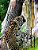 Big Cats: The Beautiful Hunters-.. - Imagem 1