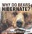 Why Do Bears Hibernate? Animal Book Grade 2 Children's Animal Books-.. - Imagem 1