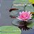 A Tale Of Magnificent Wings: My Adventure With Dragonflies-.. - Imagem 1