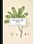 Vintage Botany Prints: Vol. 20-.. - Imagem 1