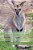 Kangaroos Down Under-.. - Imagem 1