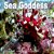 Sea Goddess-.. - Imagem 1