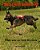 Training A Search And Rescue Dog: For Wilderness Air Scent-.. - Imagem 1