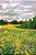 Fine Lines Spring 2017: Volume 26 Issue 1-.. - Imagem 1