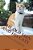 The Old Man And His Cats-.. - Imagem 1