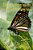 Eleanor The Elegant Butterfly: Discovers Milkweed On Jefferson Highway-.. - Imagem 1