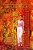 When The Maple Leaves Are Red (Ed. 2): Story Of The 24-Episode Tv Drama Series-.. - Imagem 1