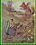 Stories Of The Green Forest Critters: Volume 4-.. - Imagem 1