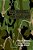 The Hard Way: The Story Of The Enlistment & Service Of Guy Burrell Raoc-.. - Imagem 1