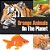 Orange Animals On The Planet-.. - Imagem 1