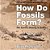 How Do Fossils Form? The Earth's History In Rocks Children's Earth Sciences Books-.. - Imagem 1