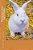 Memoires D'Un Lapin Blanc-.. - Imagem 1